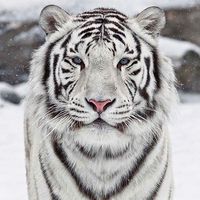 Telechargez Tigre Blanc Fond D Ecran Anime Apk Gratuit Pour Android
