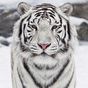 Ikon apk Harimau Putih Wallpaper