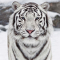 APK-иконка Белый Тигр Живые Обои