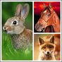 Animals LIve Wallpaper apk icon