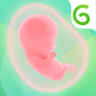 Biểu tượng Glow Nurture Pregnancy Tracker Due Date Calculator