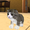 imagen kitten cat simulator craft 0mini comments