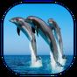 Ikon apk dolphin wallpaper hidup