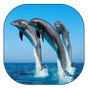 APK-иконка Дельфин живые обои
