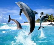 Gambar dolphin wallpaper hidup 11