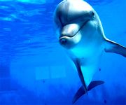 Gambar dolphin wallpaper hidup 