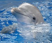 Gambar dolphin wallpaper hidup 1