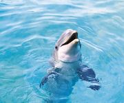 Gambar dolphin wallpaper hidup 2