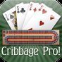 Ikon Cribbage Pro Online!