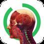 Icono de Anatomy | El Cuerpo Humano
