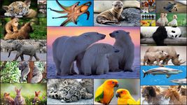 Tangkapan layar apk Kids Animals Jigsaw Puzzles 14