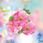 Spring Flower Live Wallpaper Simgesi