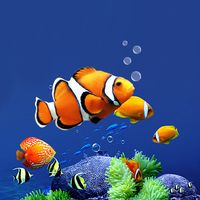Aquarium Live Wallpaper HD Icon