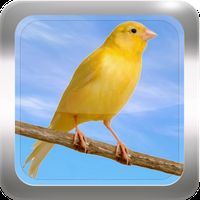 Canto Do Canario Belga Baixar Gratis Canto De Canario Belga Apk Baixar App Gratis Para Android