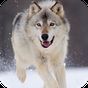Wolf Live Wallpaper