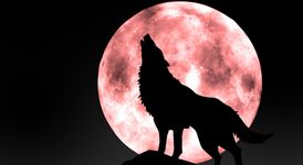 Wolf Ζωντανή Wallpaper εικόνα 3