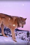 Wolf Live Wallpaper Bild 10