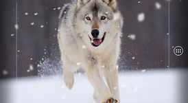 Loup Live Wallpaper image 6