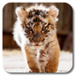 Little Tiger Live Wallpaper APK Icon