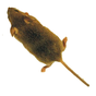 Icono de Ratón