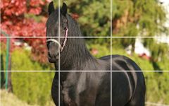 Imagem 6 do Puzzle - Cavalos bonitos