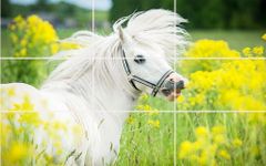 Картинка 1 Пазл - Красивые лошади