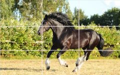 Картинка  Пазл - Красивые лошади