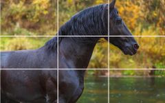 Imagem 20 do Puzzle - Cavalos bonitos