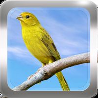 Canario Da Terra Cantando Para Baixar Canto De Canario Da Terra Apk Baixar App Gratis Para Android