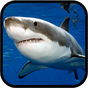 Sharks. Video Wallpaper APK