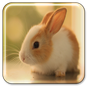 Icône apk Lapin Fond d'écran Animé