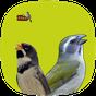 Ícone do apk Pássaros de Fibra