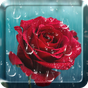 Rose Raindrop Live Wallpaper APK