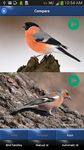 Bird Song Id: Auto Recognition captura de pantalla apk 10