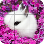APK-иконка Пазл - Симпатичные кролики