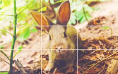 Imagem 4 do Puzzle - coelhos bonitos