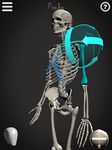 Skelly: Poseable Anatomy Model zrzut z ekranu apk 4