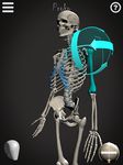 Скриншот 4 APK-версии Skelly: Poseable Anatomy Model