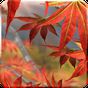 Autumn Tree Free Wallpaper apk icon