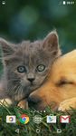 Niedlichen Tiere Hintergrund Bild 14