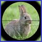 Coelho caçador Rabbit Hunter