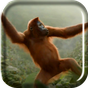 Εικονίδιο του Wild Dance Crazy Monkey LWP apk