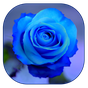 fond d'écran rose bleue APK