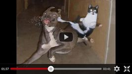 Imagem 4 do Engraçados videos com animais