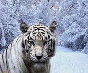 Imagen 1 de tigre blanco