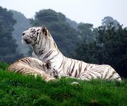 Imagen 2 de tigre blanco