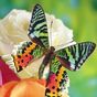 Ícone do Butterflies Jigsaw Puzzles