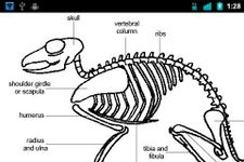 Animal Anatomy and Physiology image 1