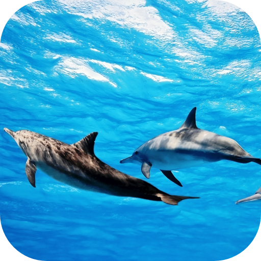 Dolphins Live Wallpaper Android - Free Download Dolphins Live Wallpaper App  - Cambreeve