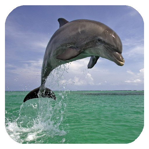 Dolphin 3d. Video Wallpaper APK - Free download for Android
